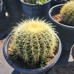 Golden Barrel Cactus
