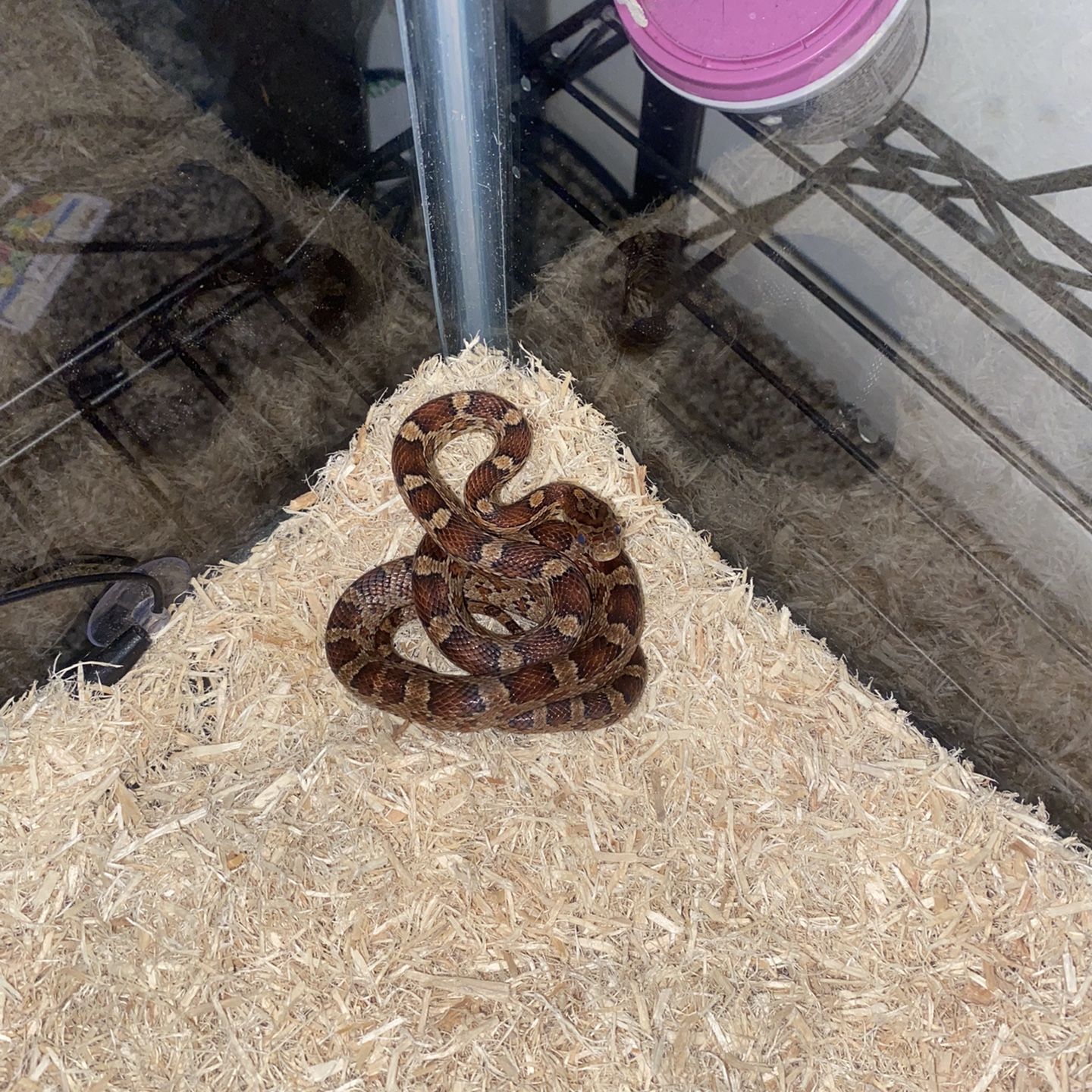 Aspen Bedding For Corn Snakes lupon.gov.ph