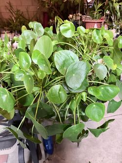 Pile Chinese money plant