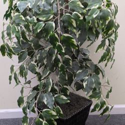 Artificial Ficus Tree In Woven Basket 