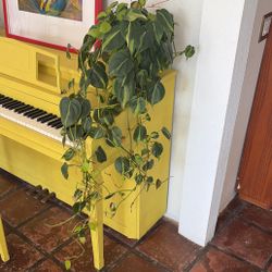 Brasil Philodendron Long Trailing Houseplant 