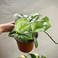 Scindapsus Pictus ‘Exotica’ / Silver Satin Pothos Plant In 6” Pot