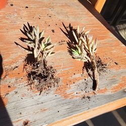 Mother Of Thousands succulent Plant. (Kalanchoe)