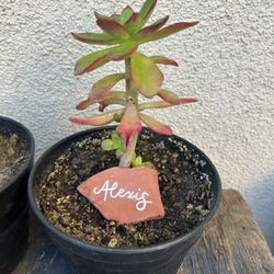 Tree Aeonium  Plant 🪴 