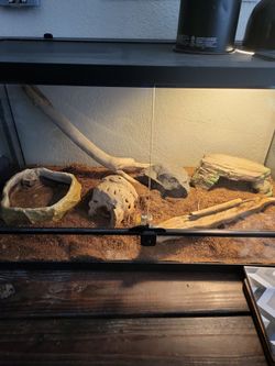 Snake terrarium tank