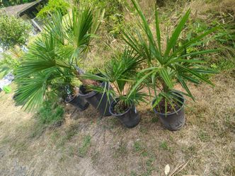 Windmill palms for deals!!