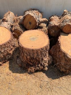 Tree stumps 🌲