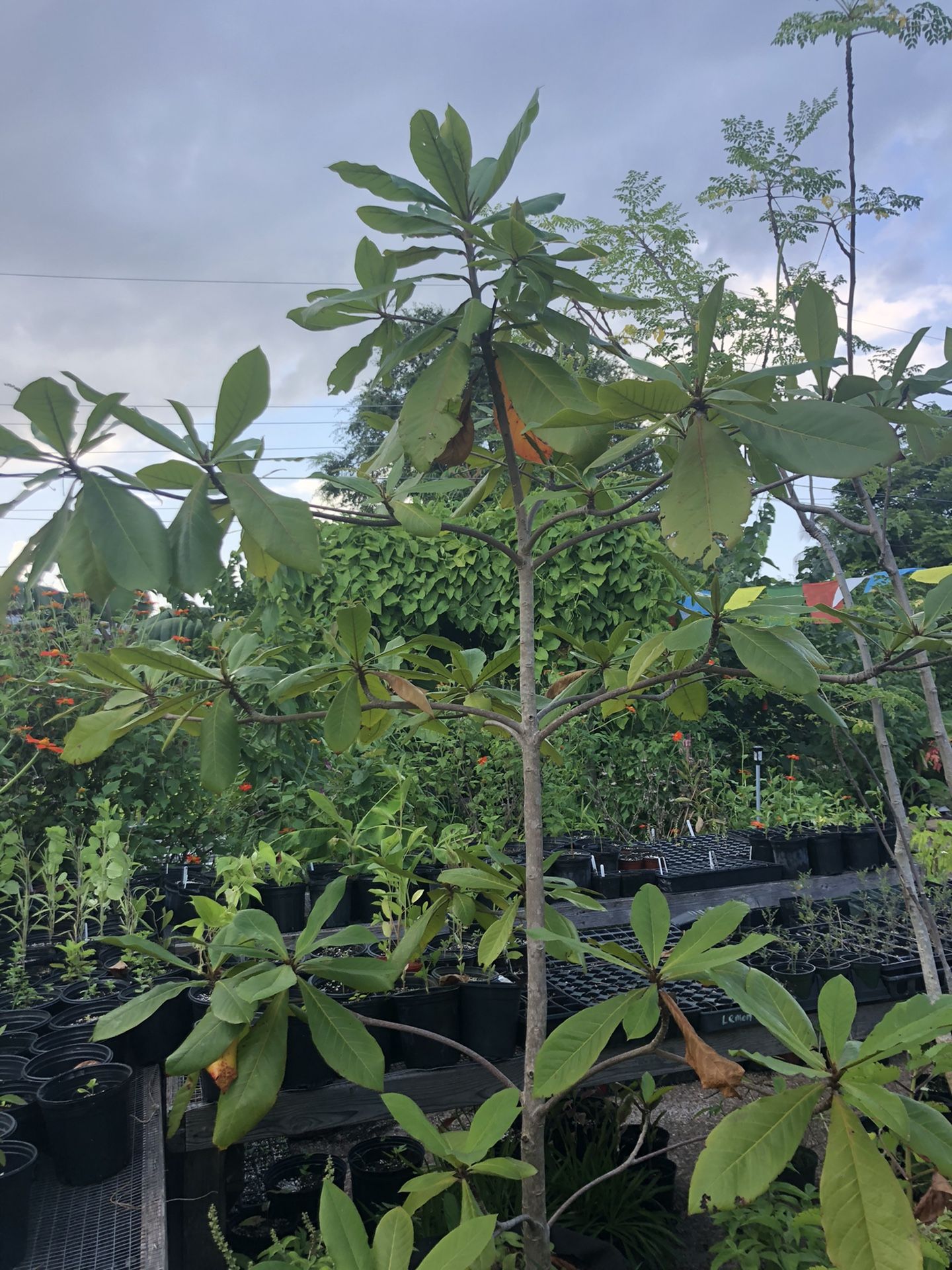 Indian Almond / Tropical Almond (Terminalia catappa) 100% Organically grown.