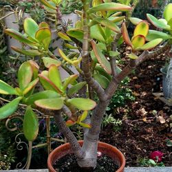 Sunset Jade Succulent Plant