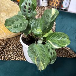 Prayer Plant 
