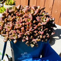 Succulent Plant in Blue Pot