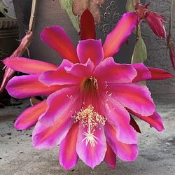 Epiphyllum Pegasus