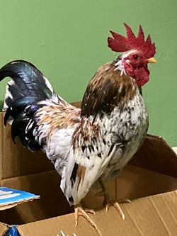 Real Rooster for Sale in Cleveland, TX - OfferUp