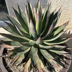 Agave “Blue Flame”
