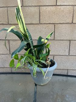 Plants