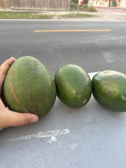 Avocados Bulk Orders