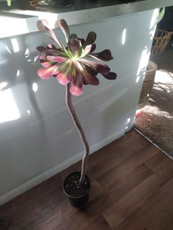 Succulent -  Rare/Tall/Healthy - Aeoneum