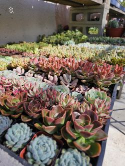 2" Succulents Succlentas