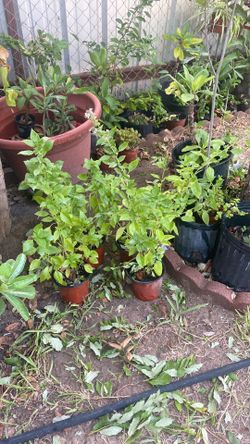 Planta de alvacar $5.00 cada una