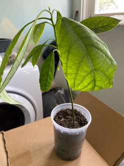 Avocado tree / árbol de Aguacate