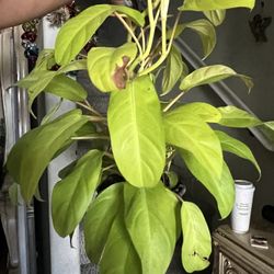 Philodendron 