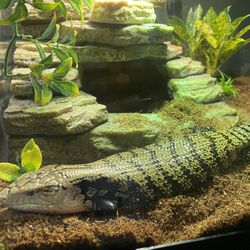 Blue Tongue Skink