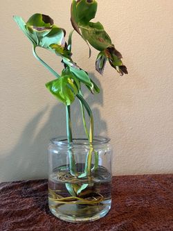 Rooted Monstera Deliciosa plant rooted & ready for a new home, glass NOT INCLUDED