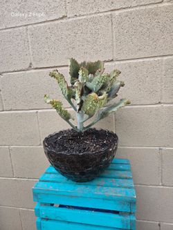 Suculenta