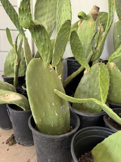 Spineless Prickly Pear / Paddle Cactus