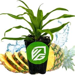 Pineapple Plant