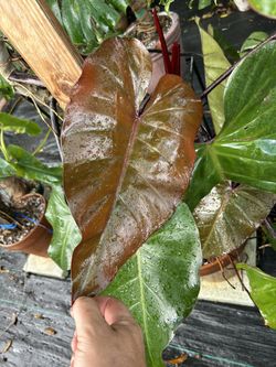 Philodendron Dark Lord