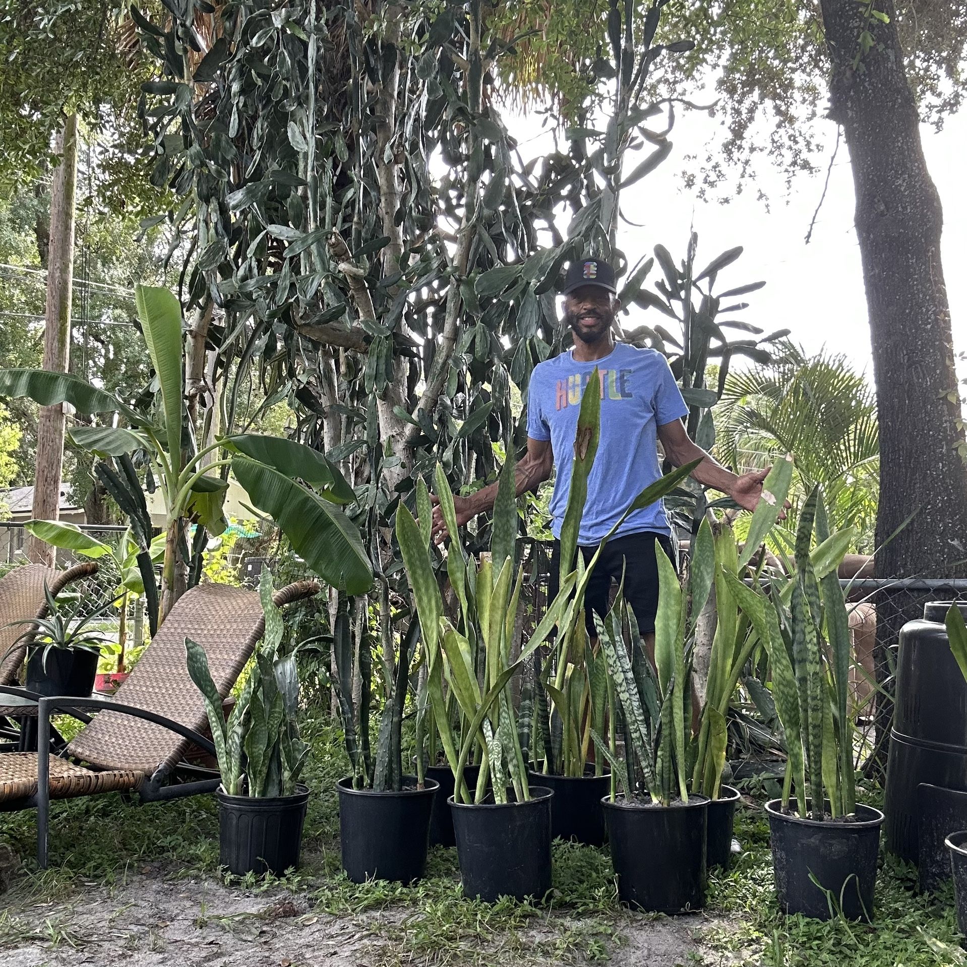 Snake/cactus Plant Sale. (2 for $15)