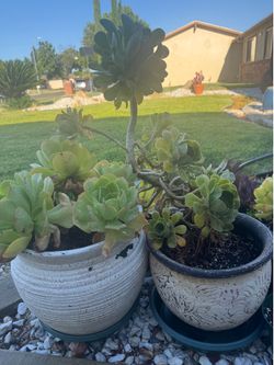 Succulents