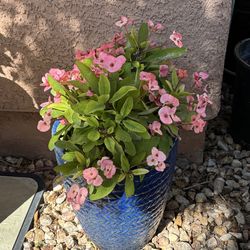 Real plant