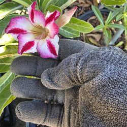 Desert Roses For Sale 