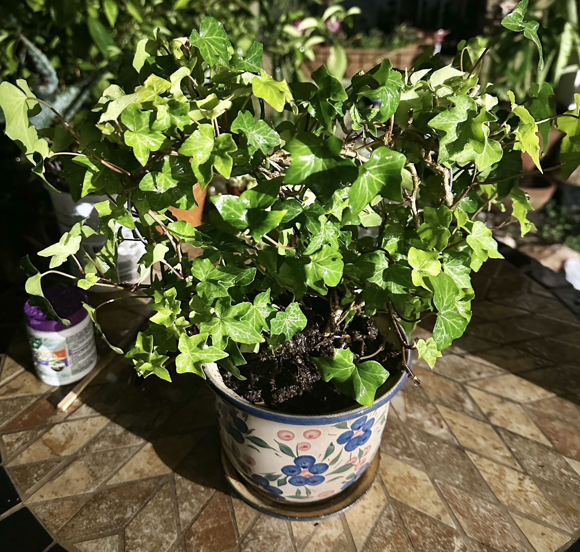 Ivy With Heart Shaped Trellis In A Vintage Ceramic Pit