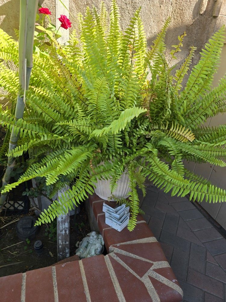 Fern / helecho Plant