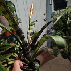 Bromelad Flaming  Sword