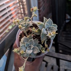 Live Plants - Succulent 