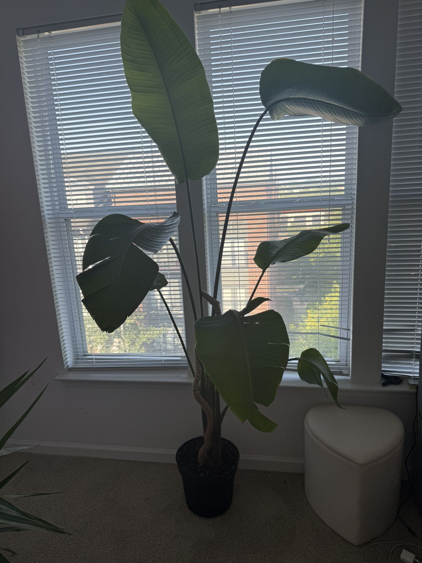 Live Birds Of Paradise Plant - MUST GO BEST OFFER