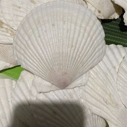 Shells