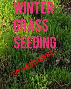 Winter grass