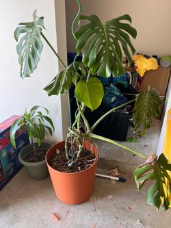 *Moving Sale* indoor plants including Monstera