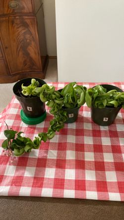 Hoya Hindu Curly Rope  House Plant