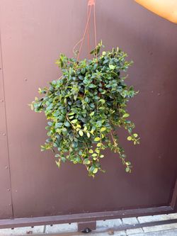 6” codonanthus tambourine