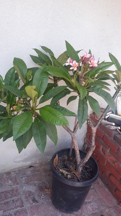 Plumaria plant