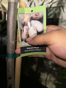 Nuez/ Pecan Tree 🌳 