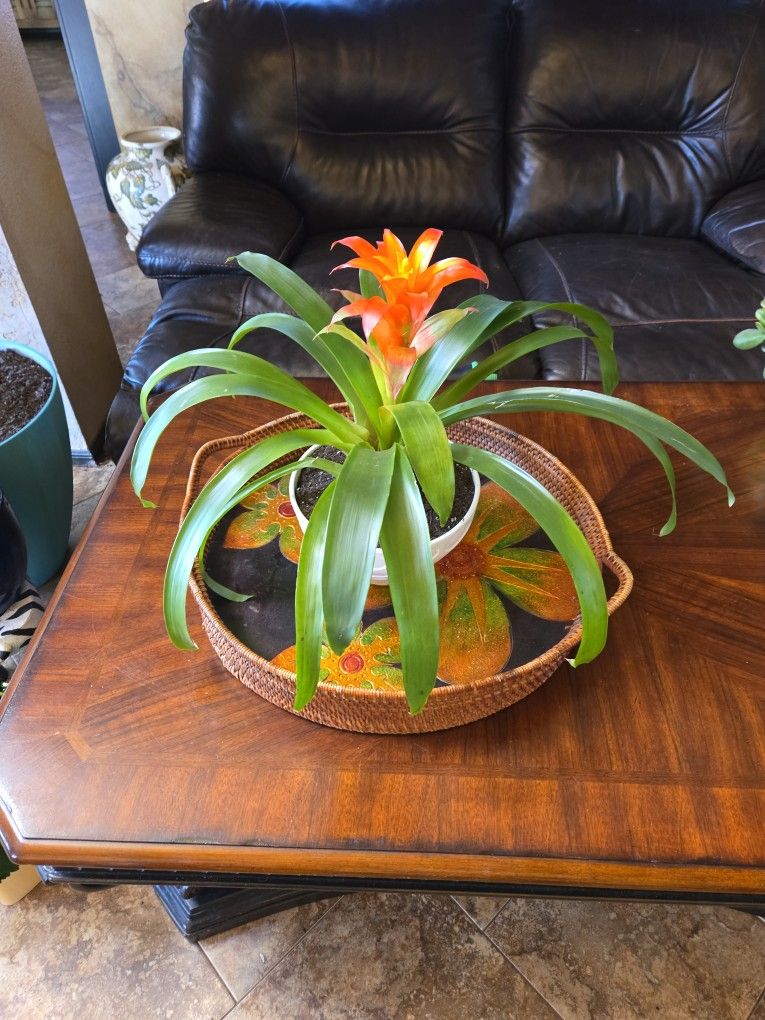 Bromeliad In 8in Ceramic Pot 