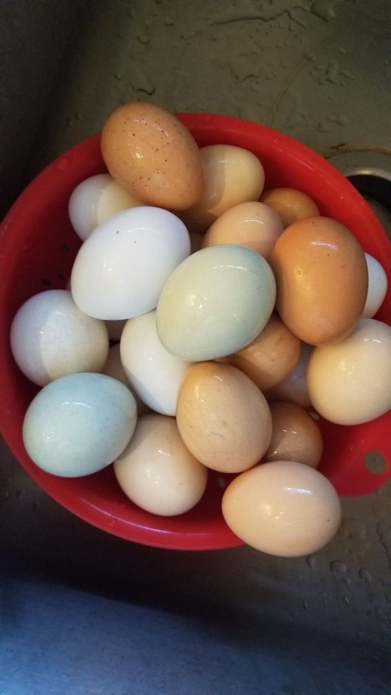 Free range eggs Loxahatchee groves