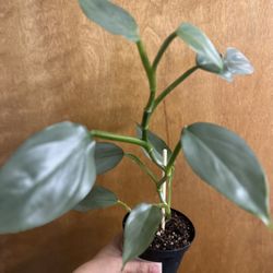 Philodendron Silver Sword 4”